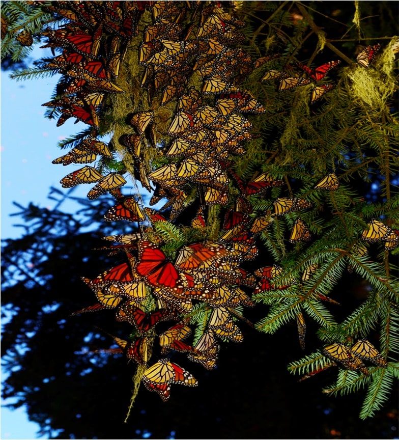 Clustering Monarchs in the Butterfly Biosphere Reserve, Mexico. Jim Janakievski photo