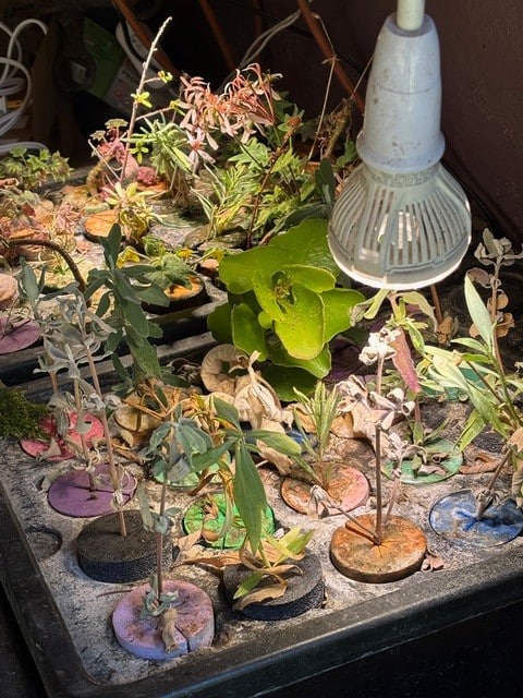 The cloner in Penny's hothouse. Penny Pawl photo