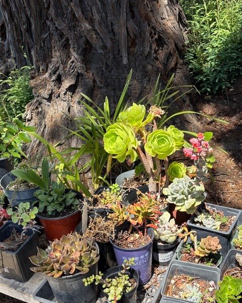 Succulents in Penny's garden. Penny Pawl photo