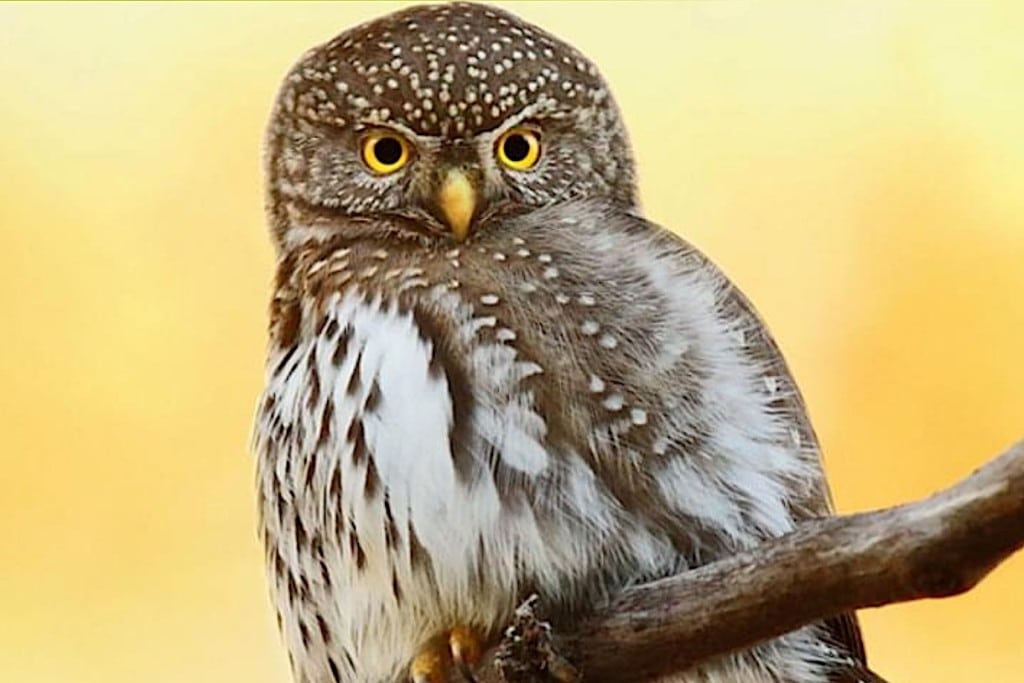 Discover wildlife and learn owl’s role in our environment at the free Wine & Wild evening event on Aug. 17 at One Ten Restaurant & Bar. Submitted photo