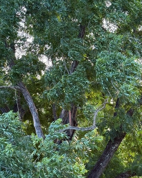 Walnut tree. Submitted photo