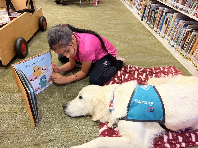 Young girl reads a book to a labrador retriever at the library.
