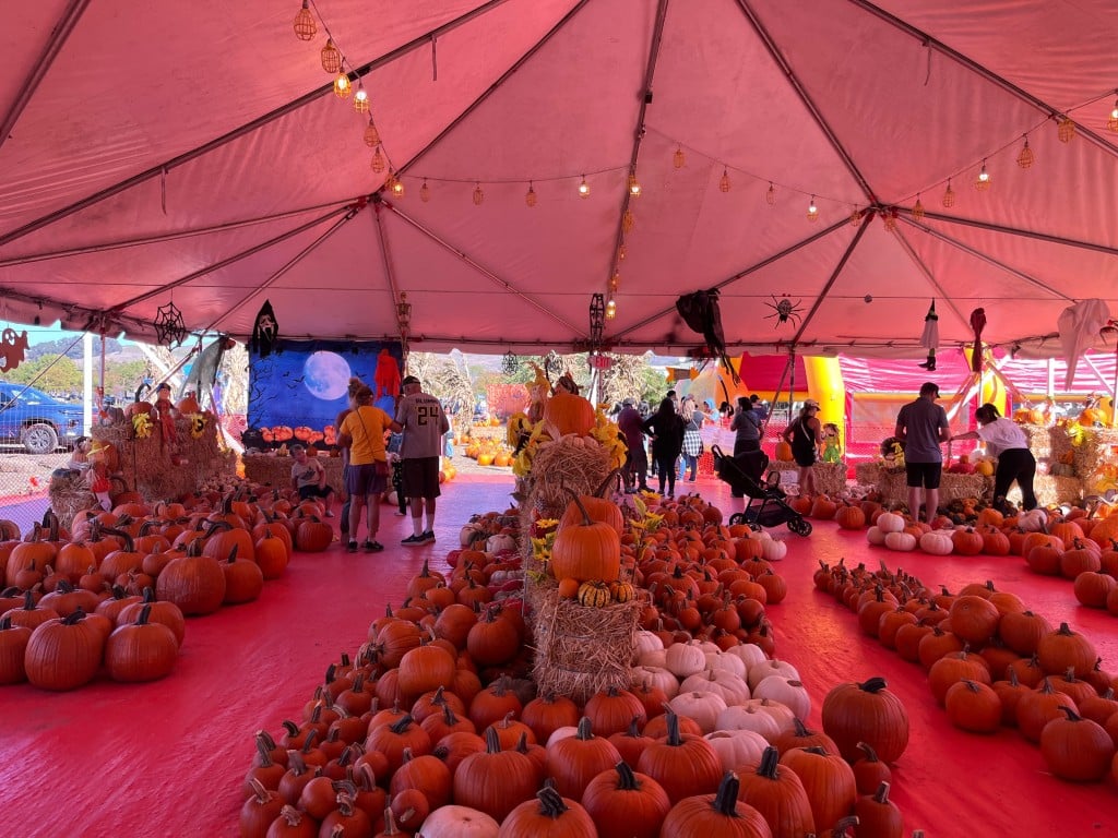 Pumpkins for sale at the ABC Pick of the Patch pumpkin patch