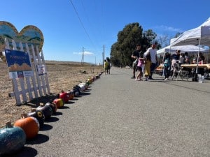 The line of 150 painted pumpkins along Wetlands Edge Park at Saturday's 4-H pumpkin sale. Griffin Jones photo