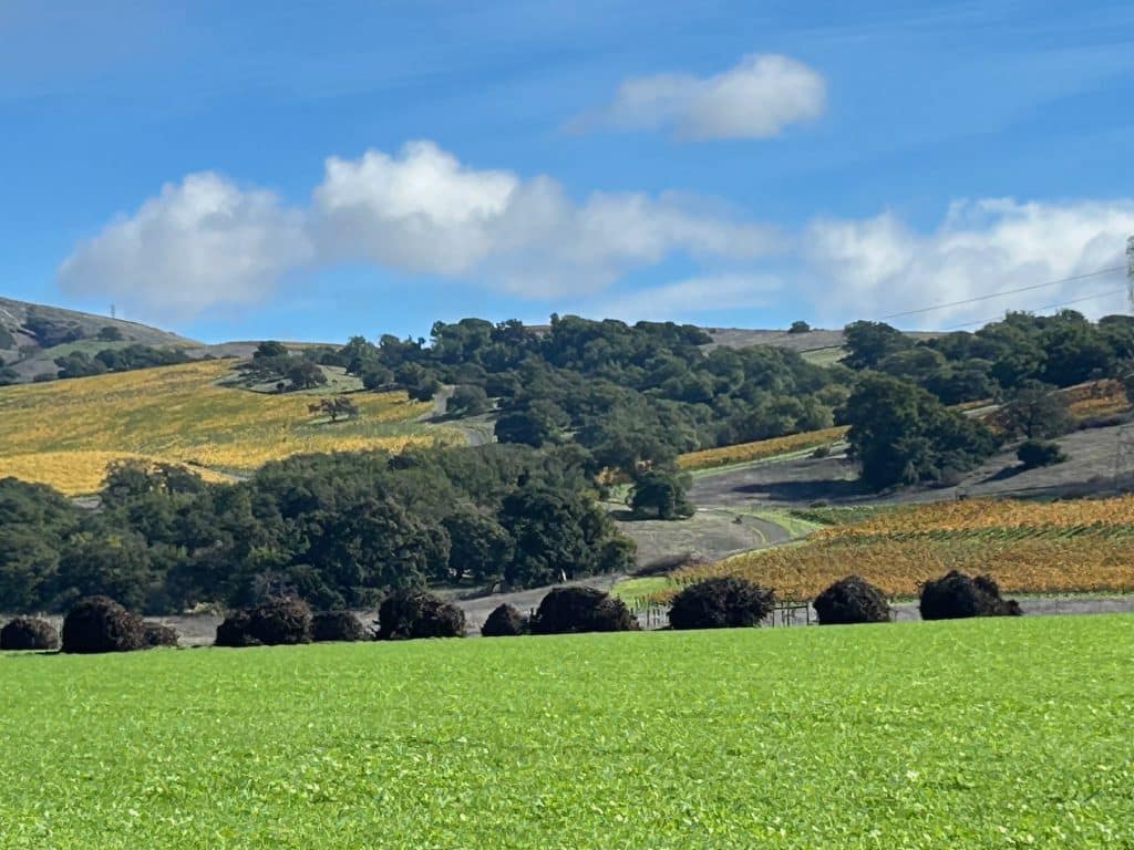 vineyard in napa under blue sky