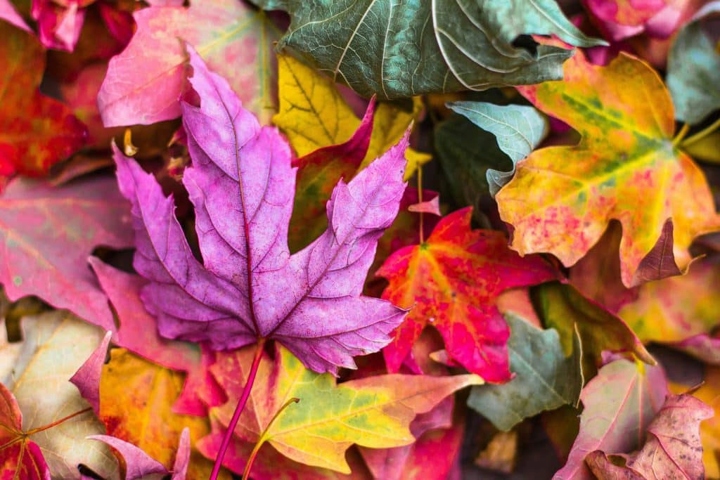 Fall Leaves Jeremy Thomas on Unsplash photo