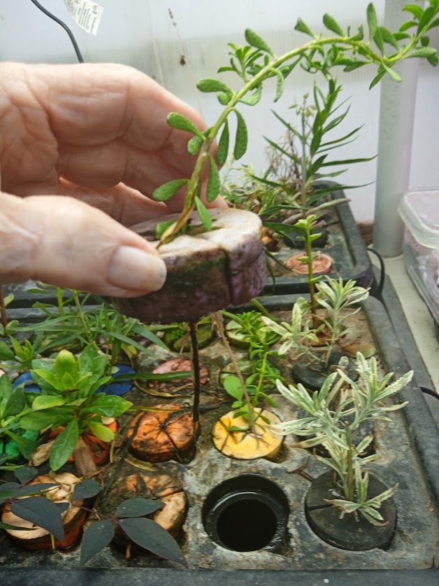 Plants propagated by the author. Penny Pawl photo