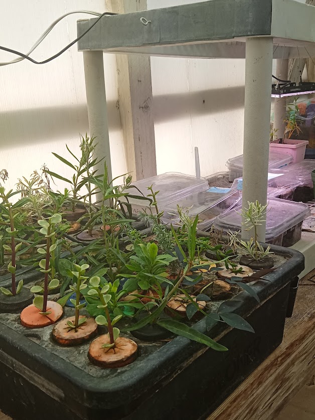 The author propagates plants. Penny Pawl photo