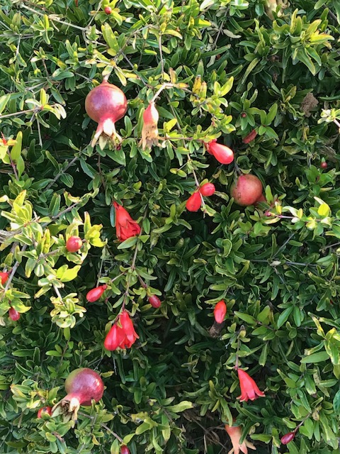 A blooming and producing pomegranate tree. Cindy Watter photo