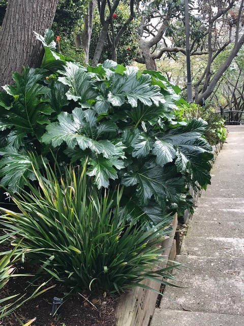 Acanthus originated in the Mediterranean area of Europe. Cindy Watter photo