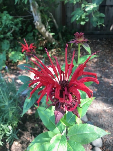 Ruby red Jacob Kline Monarda was a pollinator that disappeared from the author's garden. Cindy Watter photo