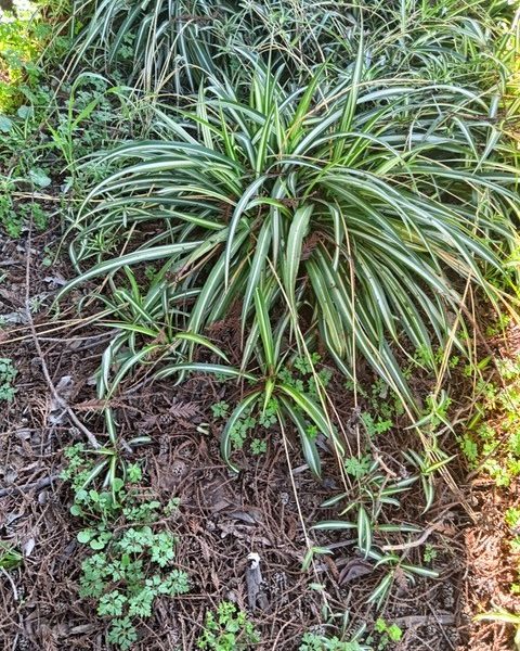 The spider plant (Chlorophytum comosum), is native to Africa. Penny Pawl photo