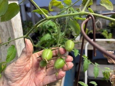 A cloned Juliet tomato. Cindy Watter photo