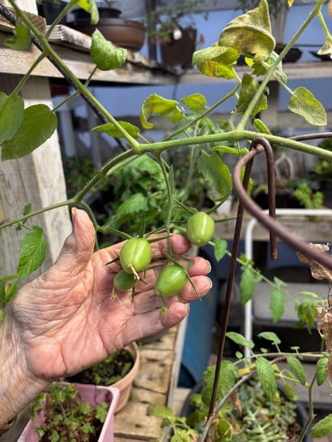 A cloned Juliet tomato. Cindy Watter photo