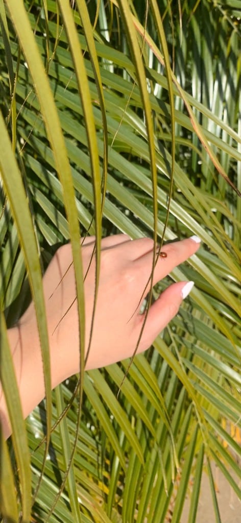 a hand reaching into plants with a ladybug on the finger