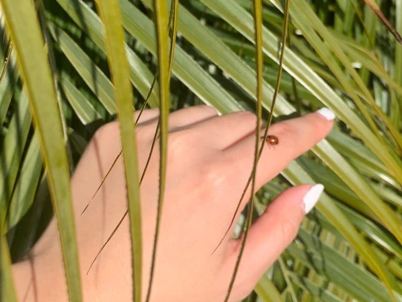 a hand reaching into plants with a ladybug on the finger