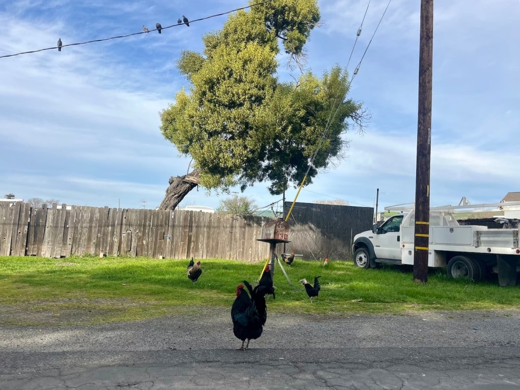 hens and different chickens in a street