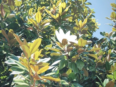 a close up of a green tree with big white flowers