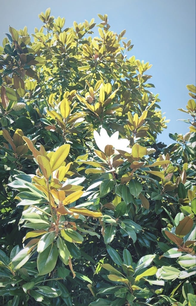 a close up of a green tree with big white flowers
