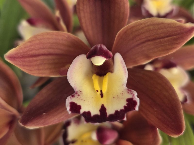 A dark red cymbidium orchid. Napa Valley Orchid Society photo