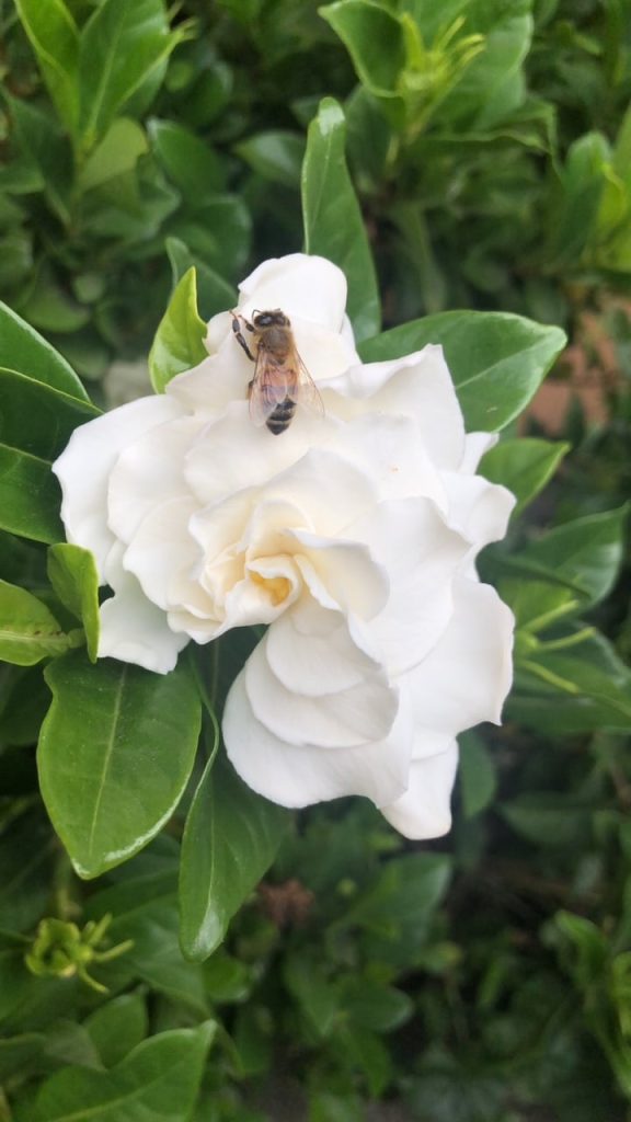 Gardenia blooms are a welcome resting place for bees. Lisa Adams Walter photo
