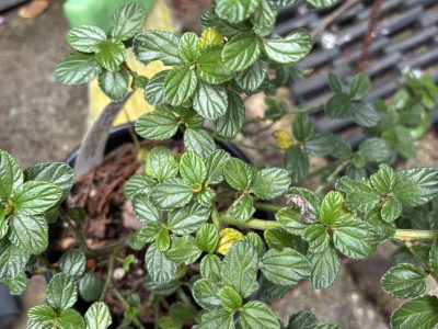 Ceanothus ‘Concha’ leaves. Cindy Watter photo