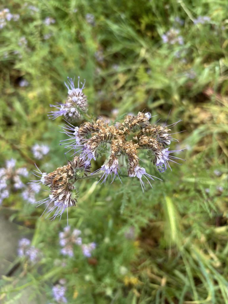 A Ceanothus ‘Concha’ post flowering. Cindy Watter photo